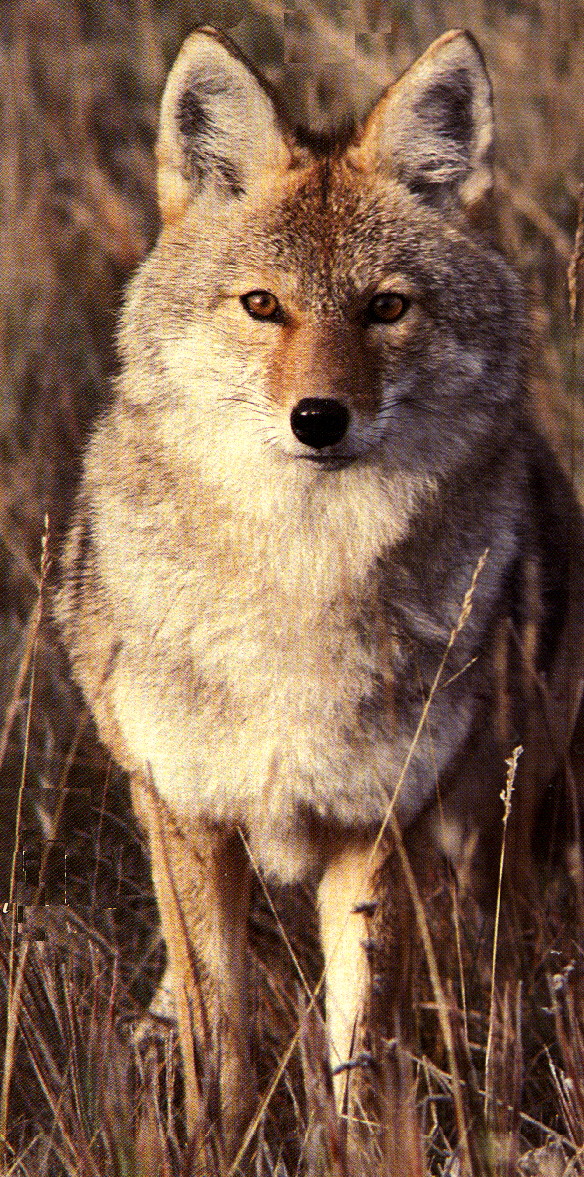 This is the typical western Coyote (Canis Latrans).  It is not the animal that farmers in eastern Ontario have to contend with.  The one I saw in mid-winter in Manitobe had much longer fur.